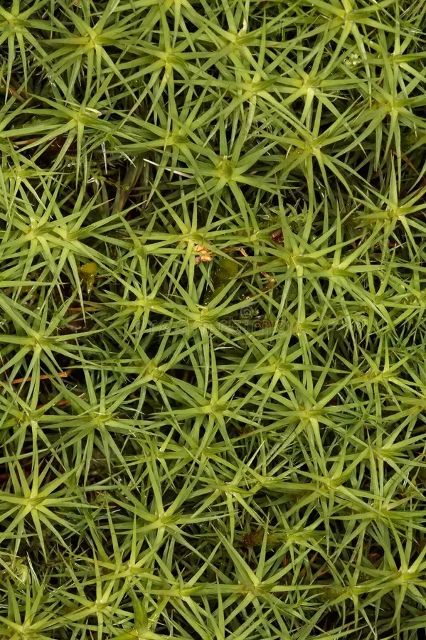 polytrichum-1499468.jpg