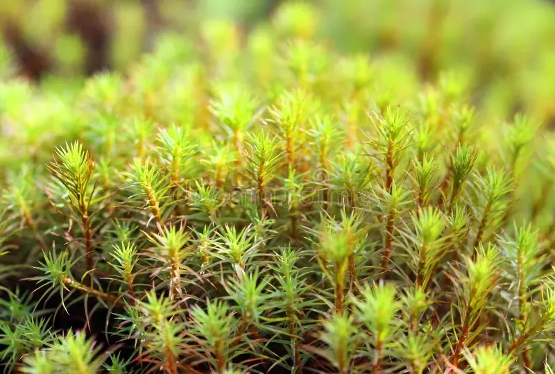 polytrichum-commune-moss-closeup-yamal-peninsula-hair-swamp-siberia-77400743.jpg