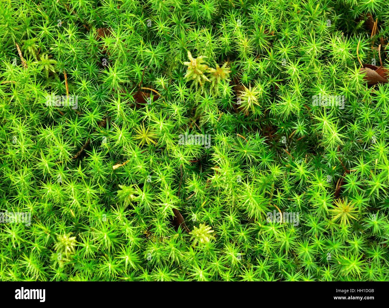 polytrichum-commune-moss-polytrichum-commune-isolated-peat-moss-sphagum-HH1DGB.jpg
