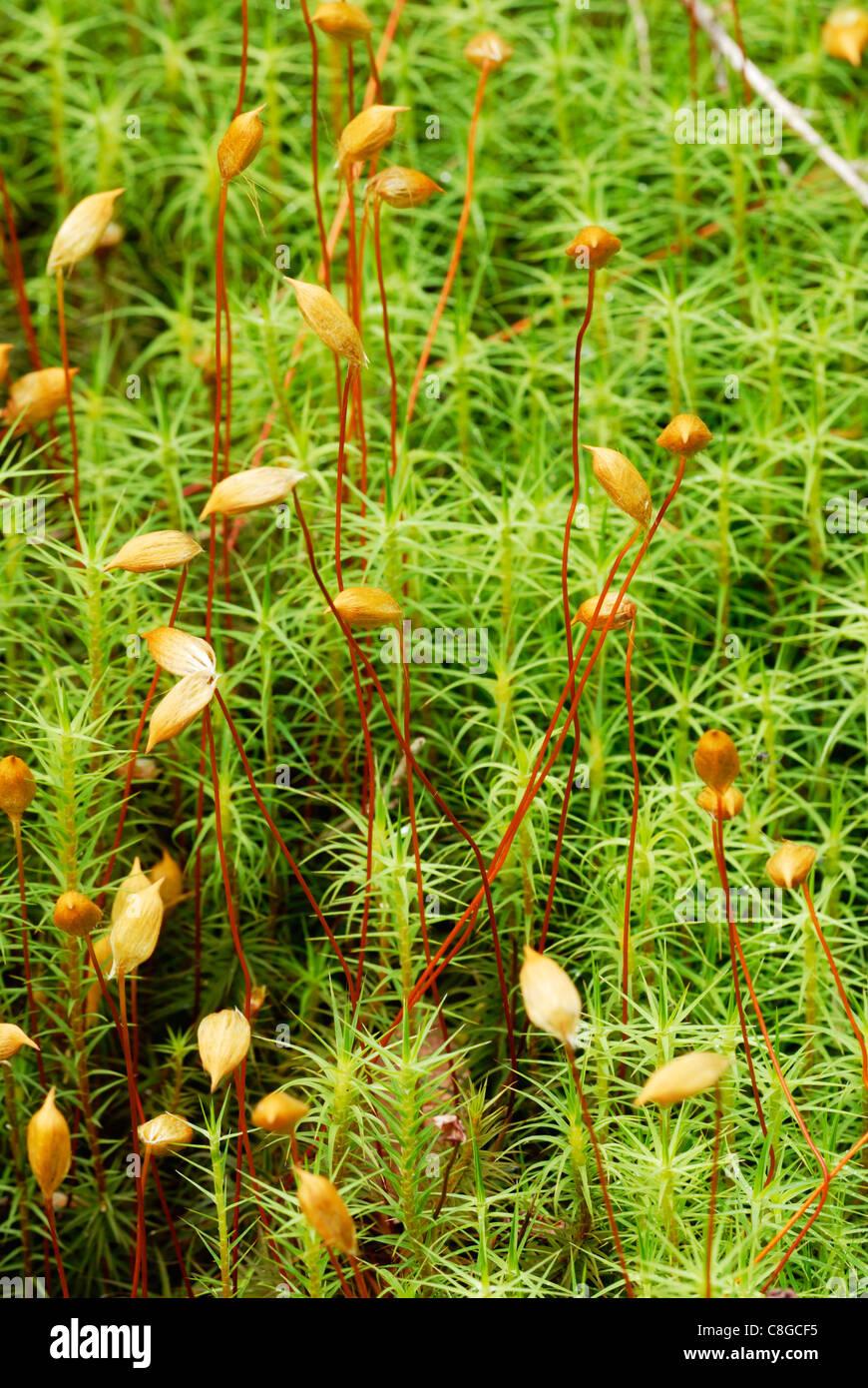 polytrichum-commune-moss-with-fruiting-bodies-wales-uk-C8GCF5.jpg