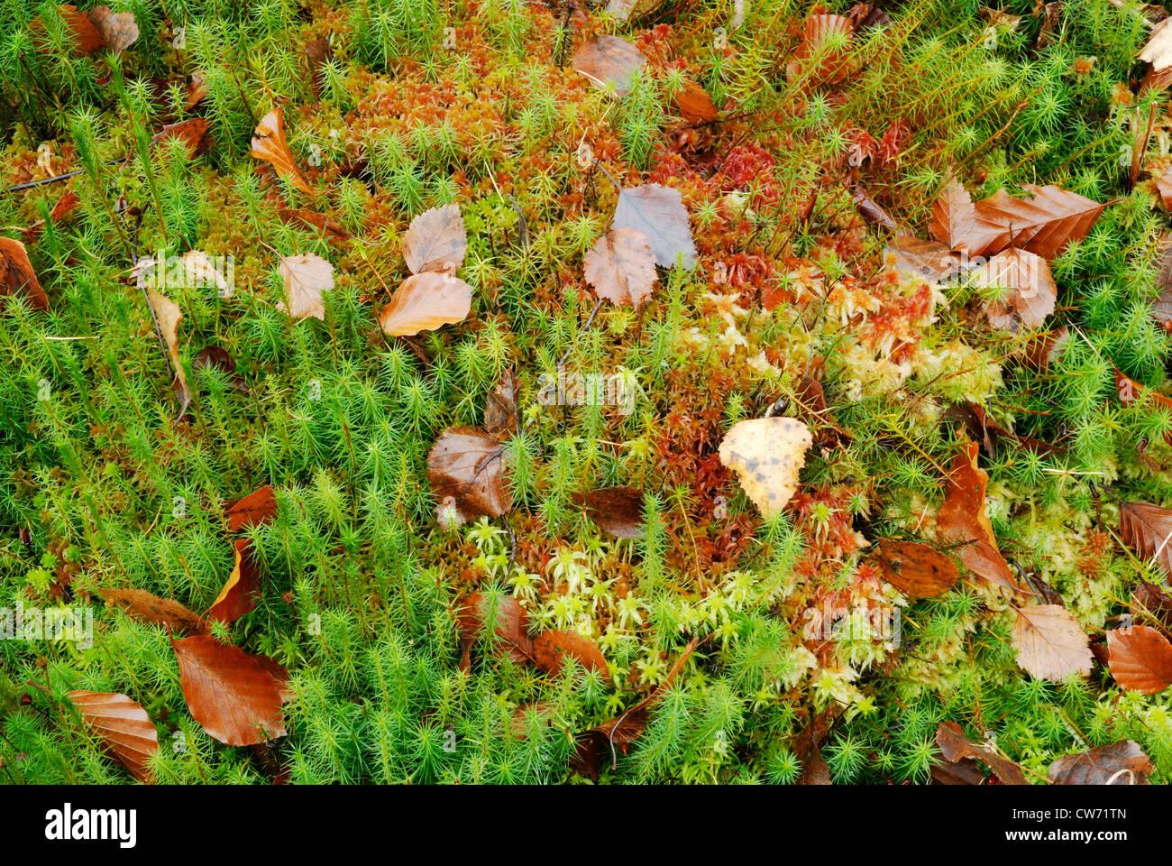 polytrichum-commune-moss-with-mixed-sphagnum-mosses-and-autumn-leaves-CW71TN.jpg