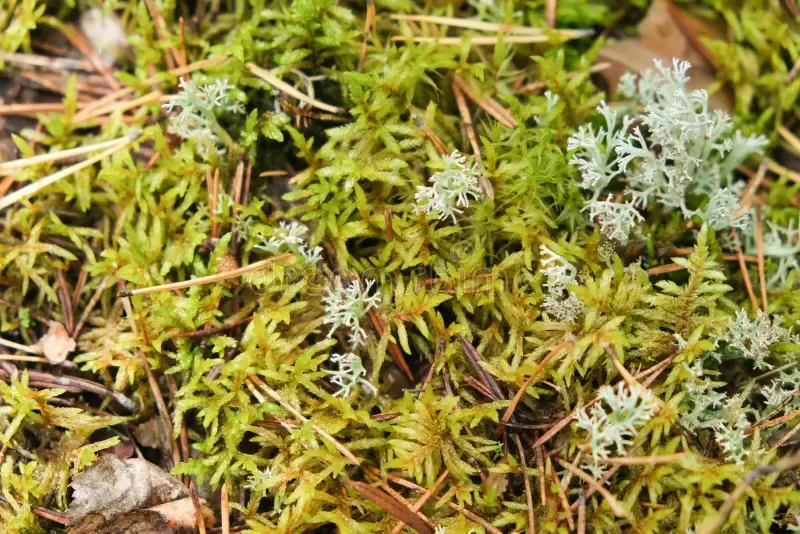 polytrichum-growing-forest-moss-close-up-257325213.jpg
