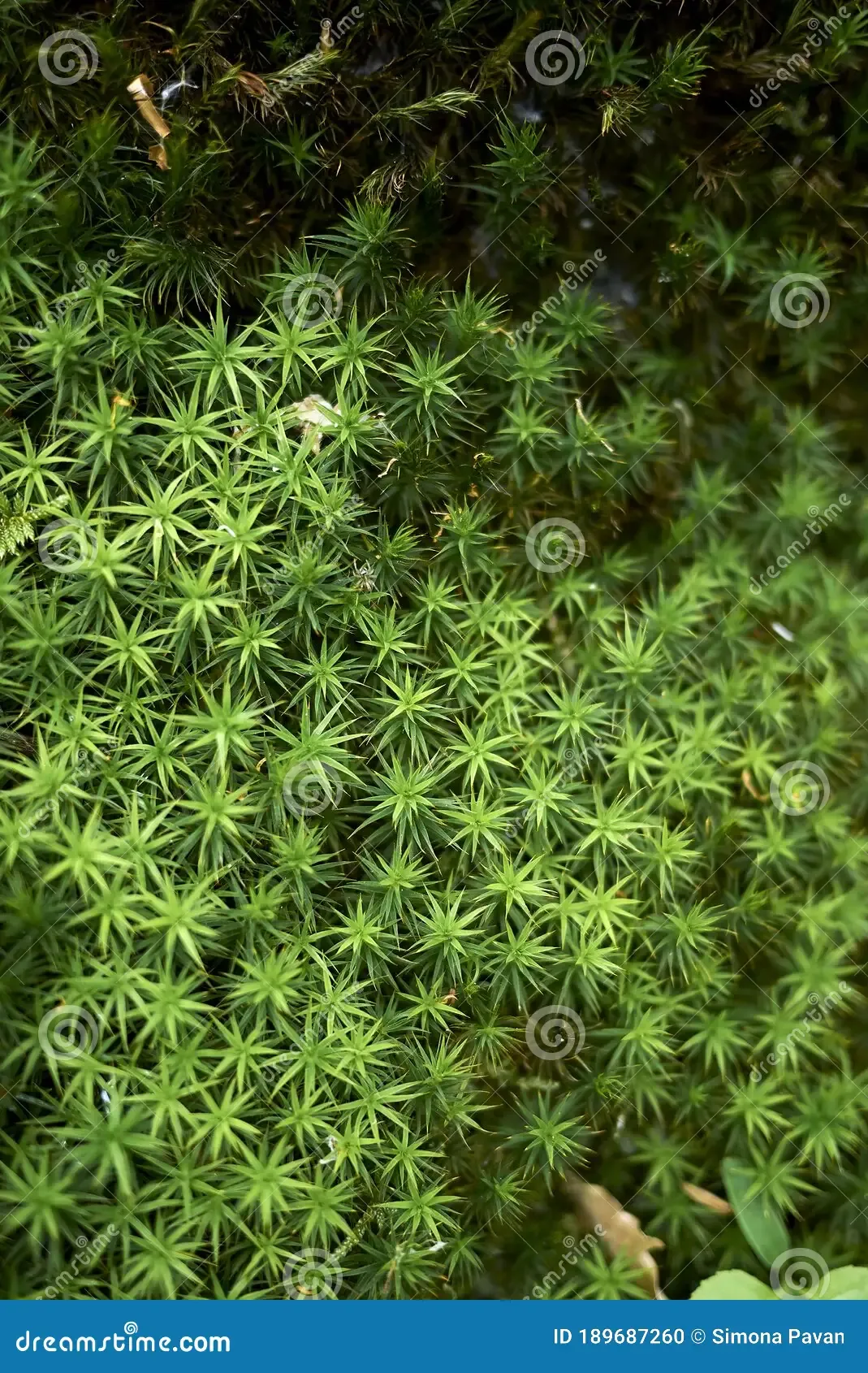 polytrichum-juniperinum-close-up-polytrichum-juniperinum-moss-close-up-189687260.jpg