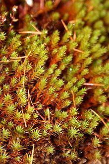 polytrichum-longisetum-cf5757aa-56a8-4c75-95c0-91d728c81db-resize-750.jpg