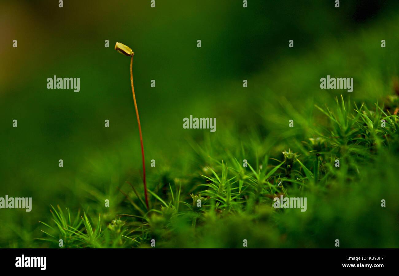 polytrichum-moss-and-capsule-growing-on-a-mossy-trail-near-the-rotsee-K3Y3F7.jpg