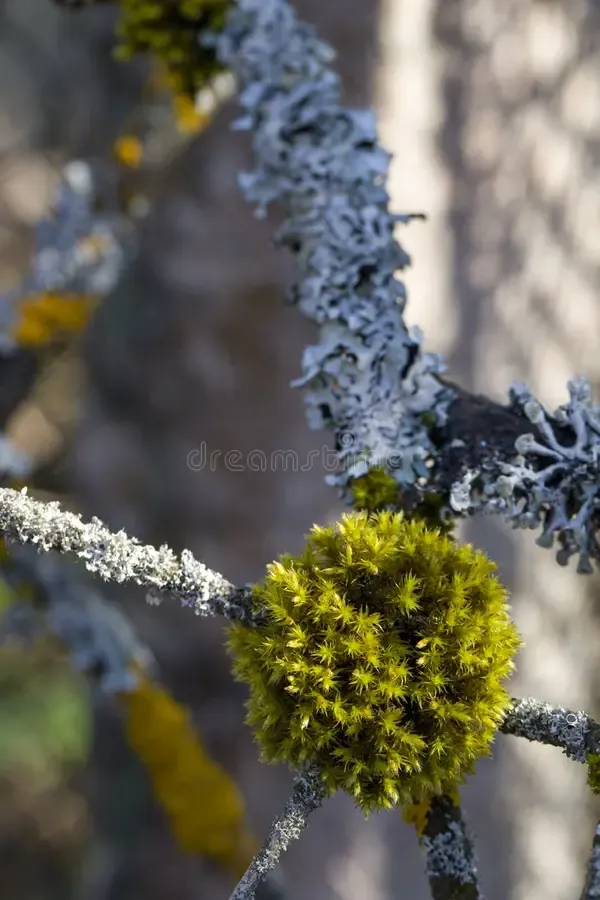 polytrichum-moss-branch-lichen-248648151.jpg