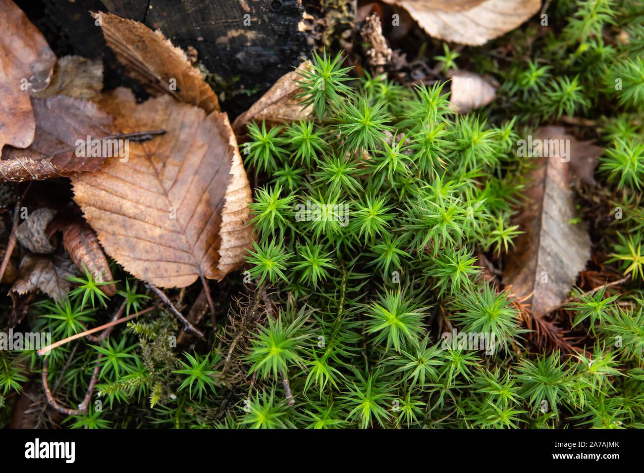 polytrichum-moss-growing-in-autumn-2A7AJMK.jpg