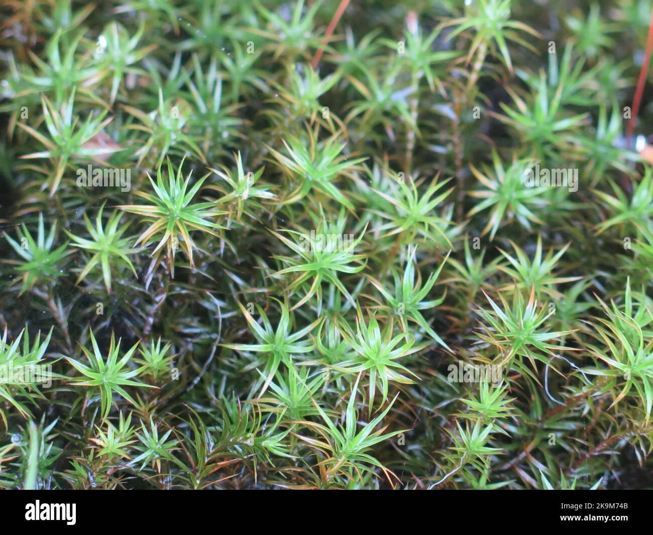 polytrichum-strictum-bog-haircap-moss-or-an-evergreen-grass-nature-background-pattern-closeup-2K9M74B.jpg