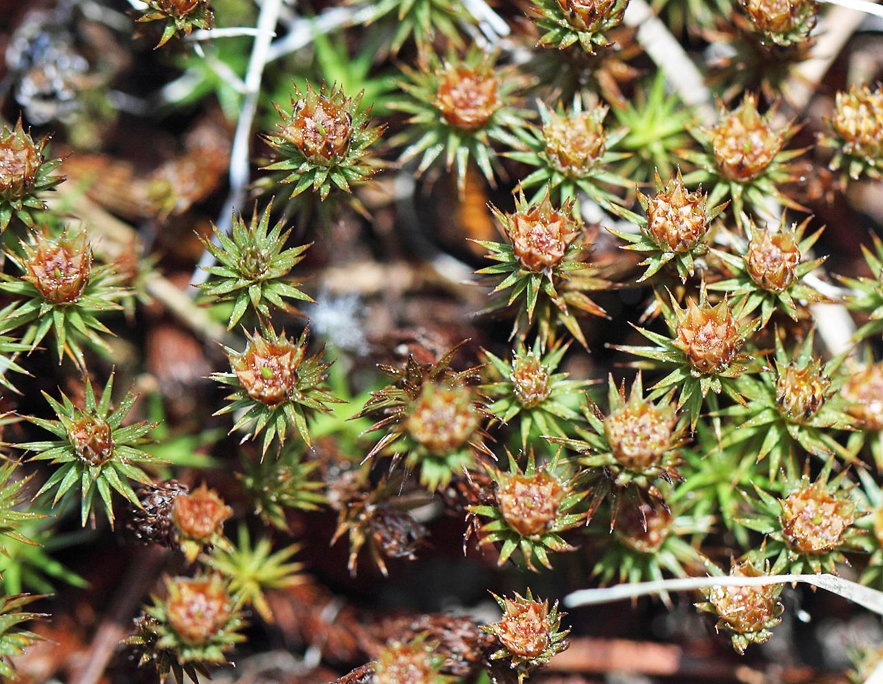 polytrichum_juniperinum.jpg