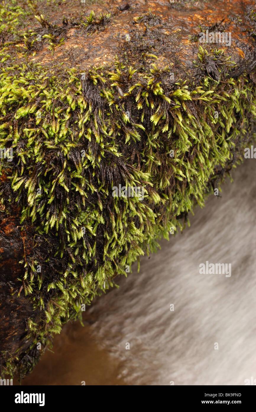 portuguese-feather-moss-rhynchostegium-alopecuroides-=-lusitanicum-BK9FND.jpg