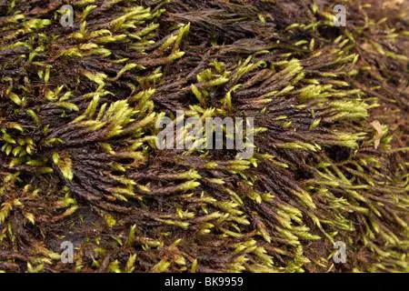 portuguese-feather-moss-rhynchostegium-alopecuroides-=-lusitanicum-bk9959.jpg