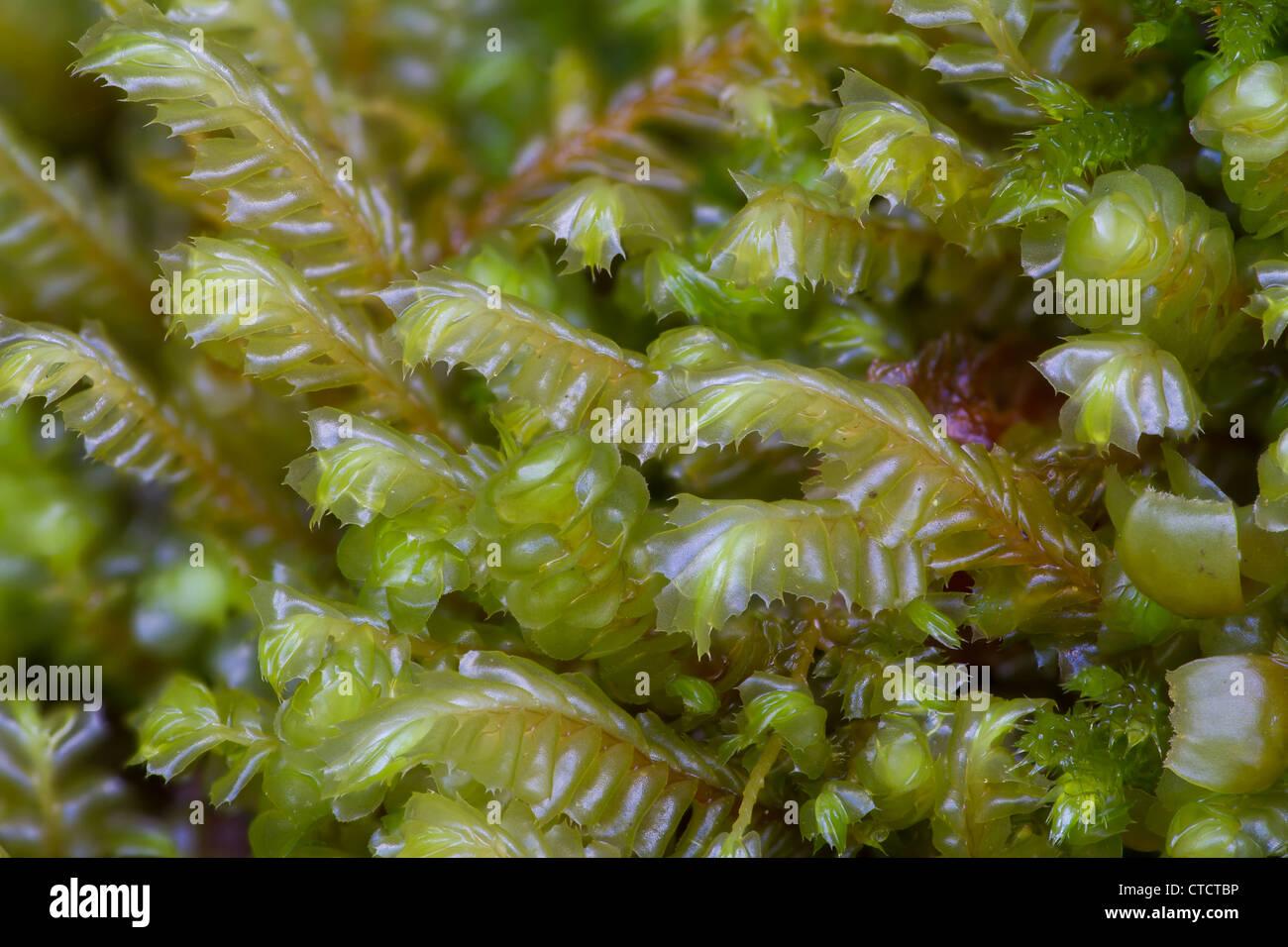 prickly-featherwort-plagiochila-spinulosa-CTCTBP.jpg
