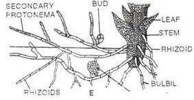 protonema.jpg