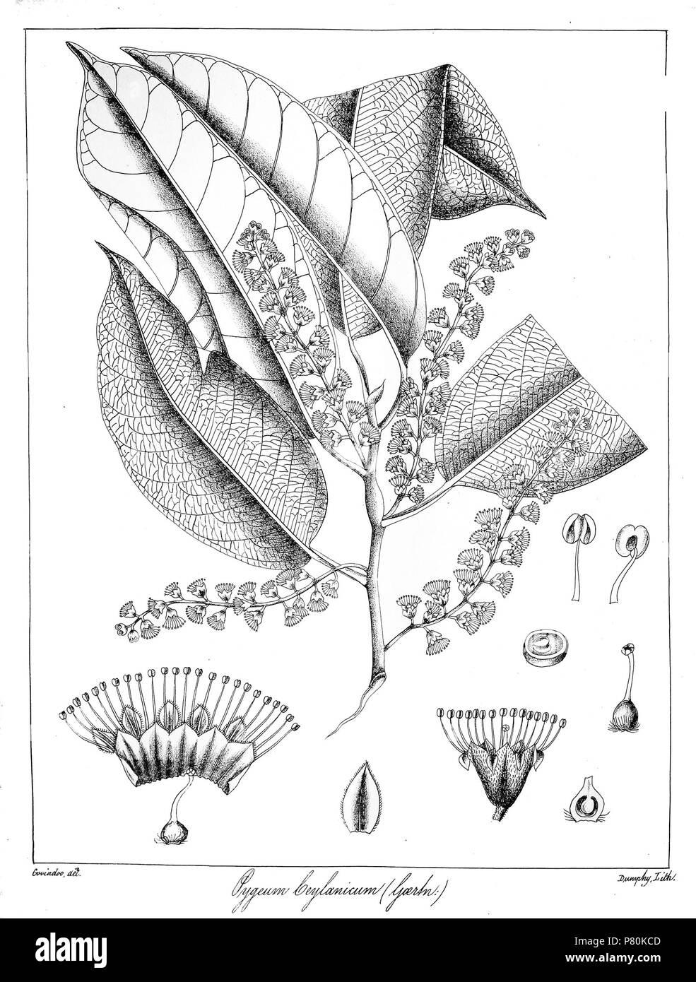 prunus-ceylanica-1873-322-prunus-ceylanica-govindoo-P80KCD.jpg