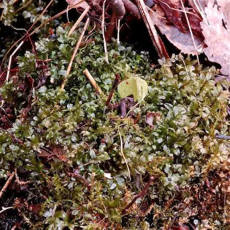 pseudobryum_cinclidioides2.jpg