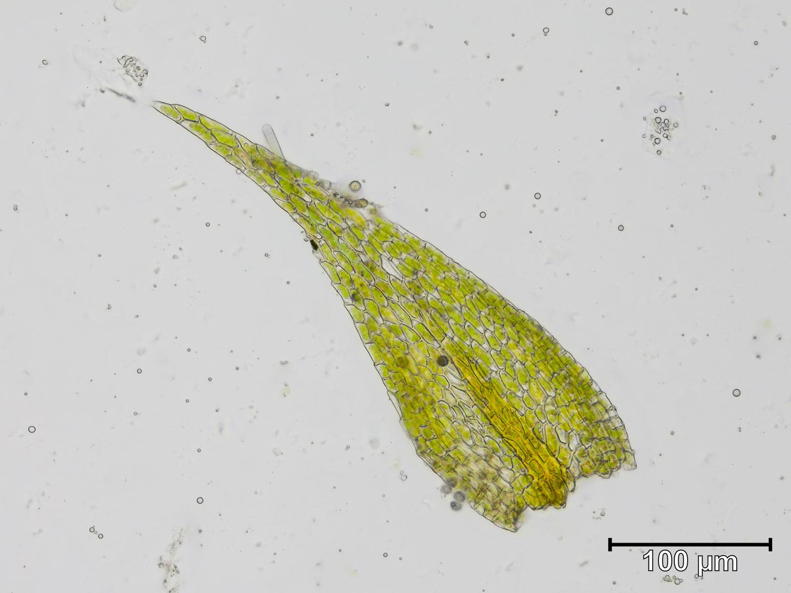 pseudoleskeella_catenulata_blatt_2.jpeg