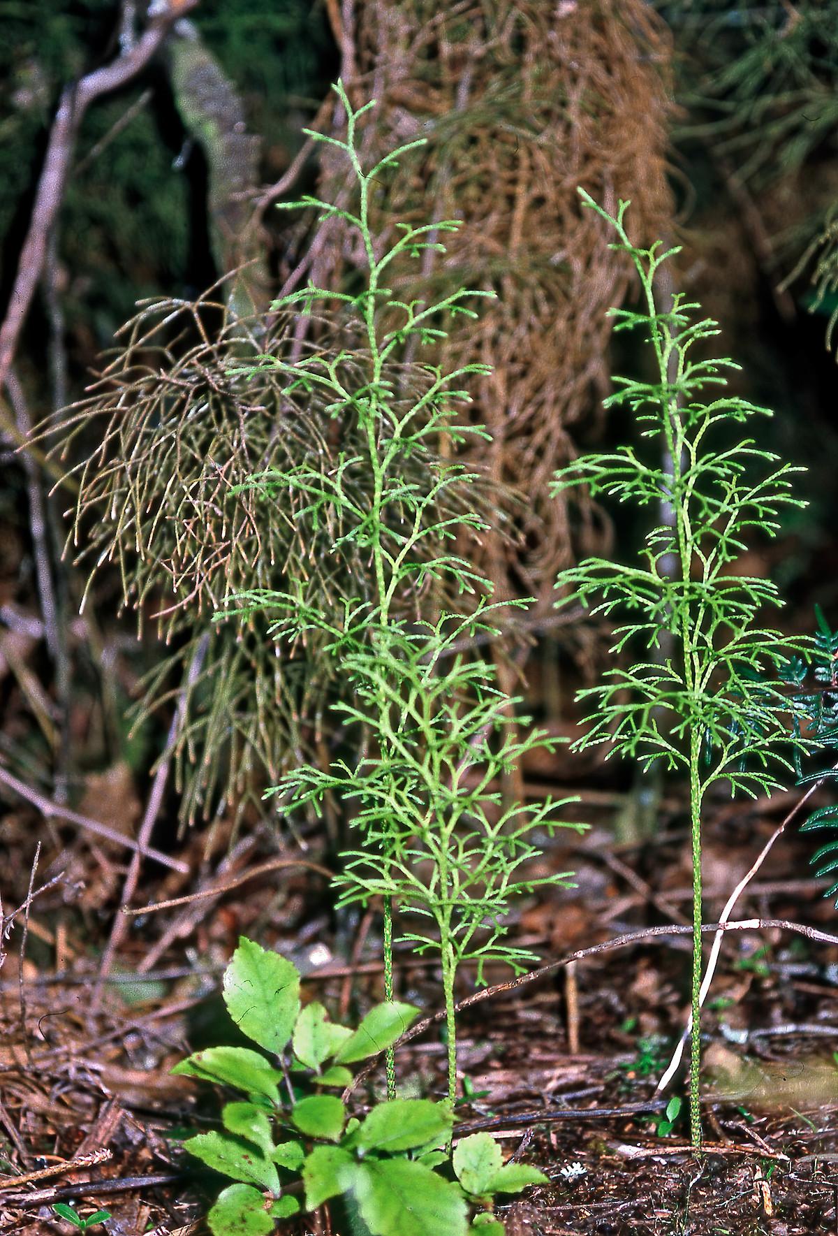 pseudolycopodium-densum-01.1200x0-u0i1s1q90f1.jpg