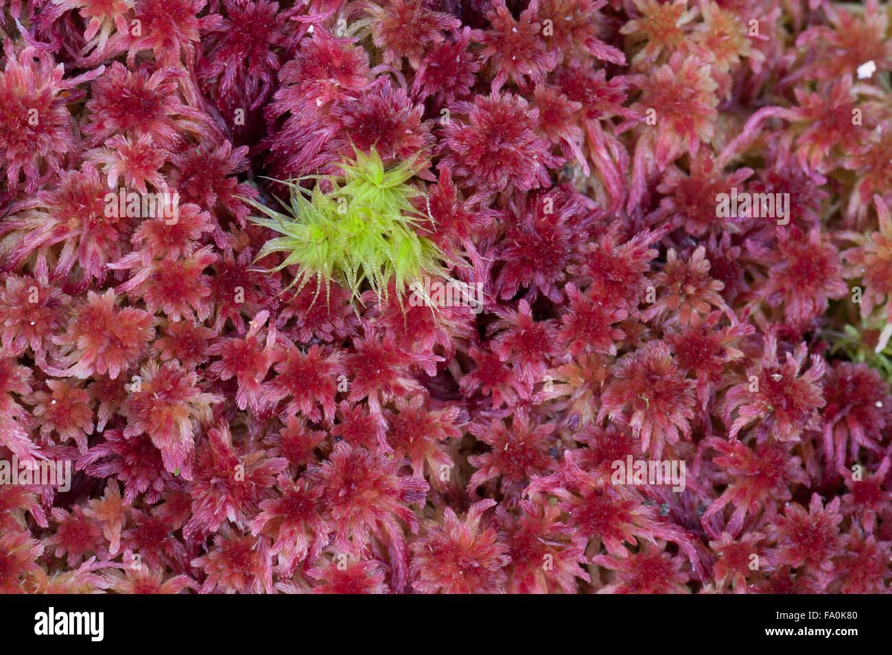 purple-and-green-peat-moss-close-up-sphagnum-magellanicum-FA0K80.jpg