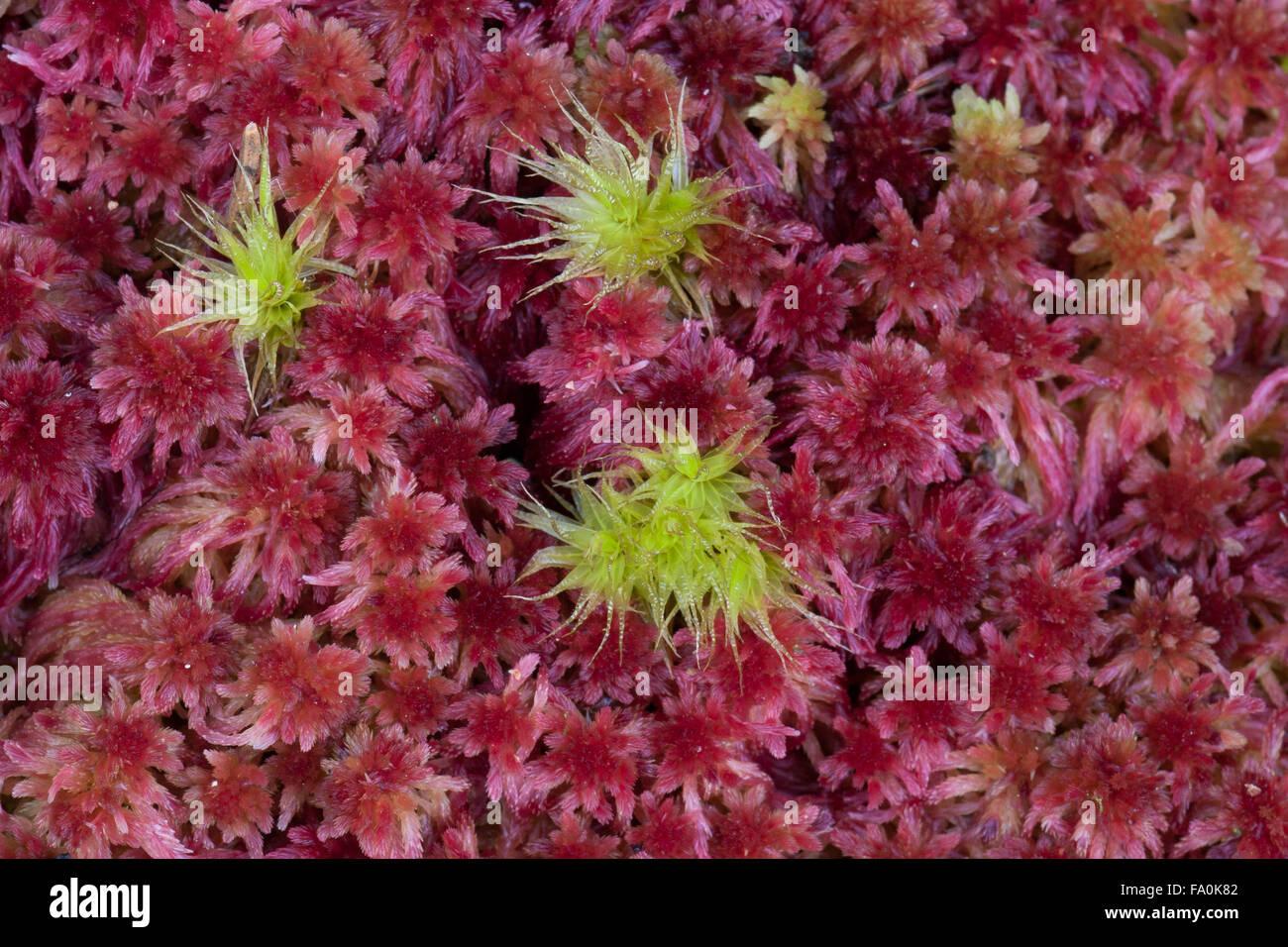 purple-and-green-peat-moss-close-up-sphagnum-magellanicum-FA0K82.jpg