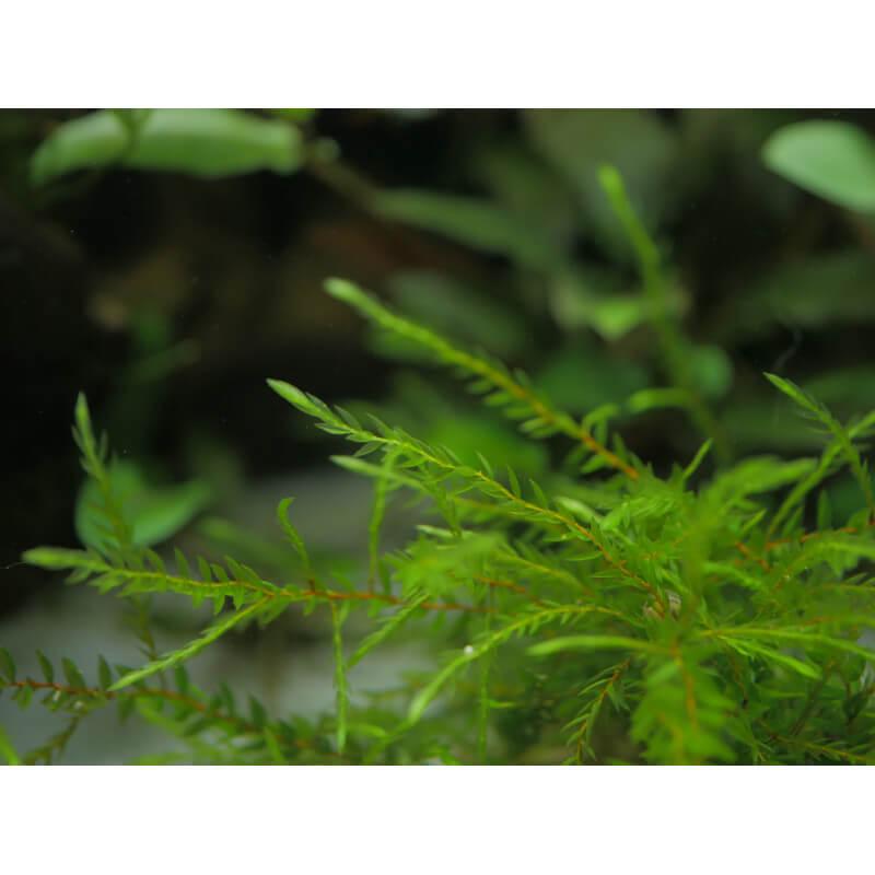quell-willow-moss-fontinalis-hypnoides-sp.jpg