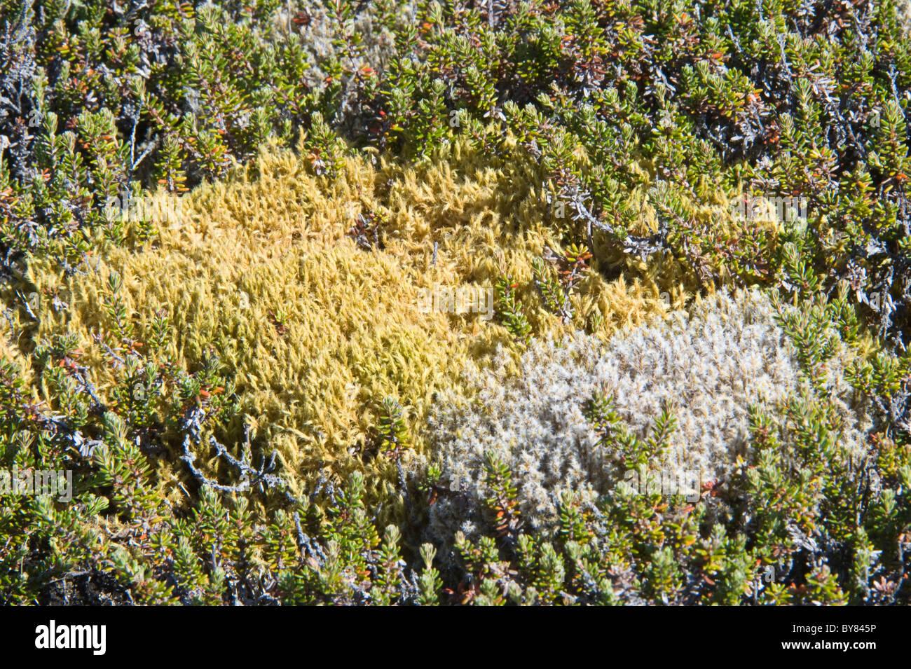 racomitrium-lanuginosum-moss-grows-ainsworth-bay-a-coastal-inlet-fed-BY845P.jpg