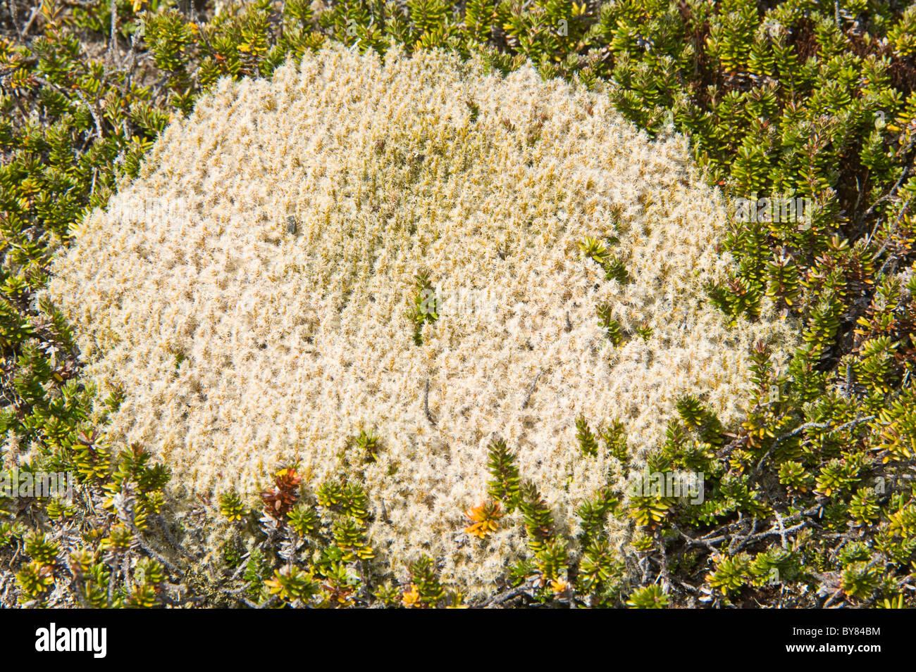 racomitrium-lanuginosum-moss-grows-ainsworth-bay-a-coastal-inlet-fed-BY84BM.jpg