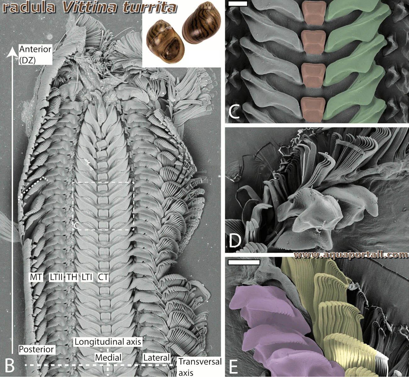 radula-vittina-turrita.jpg