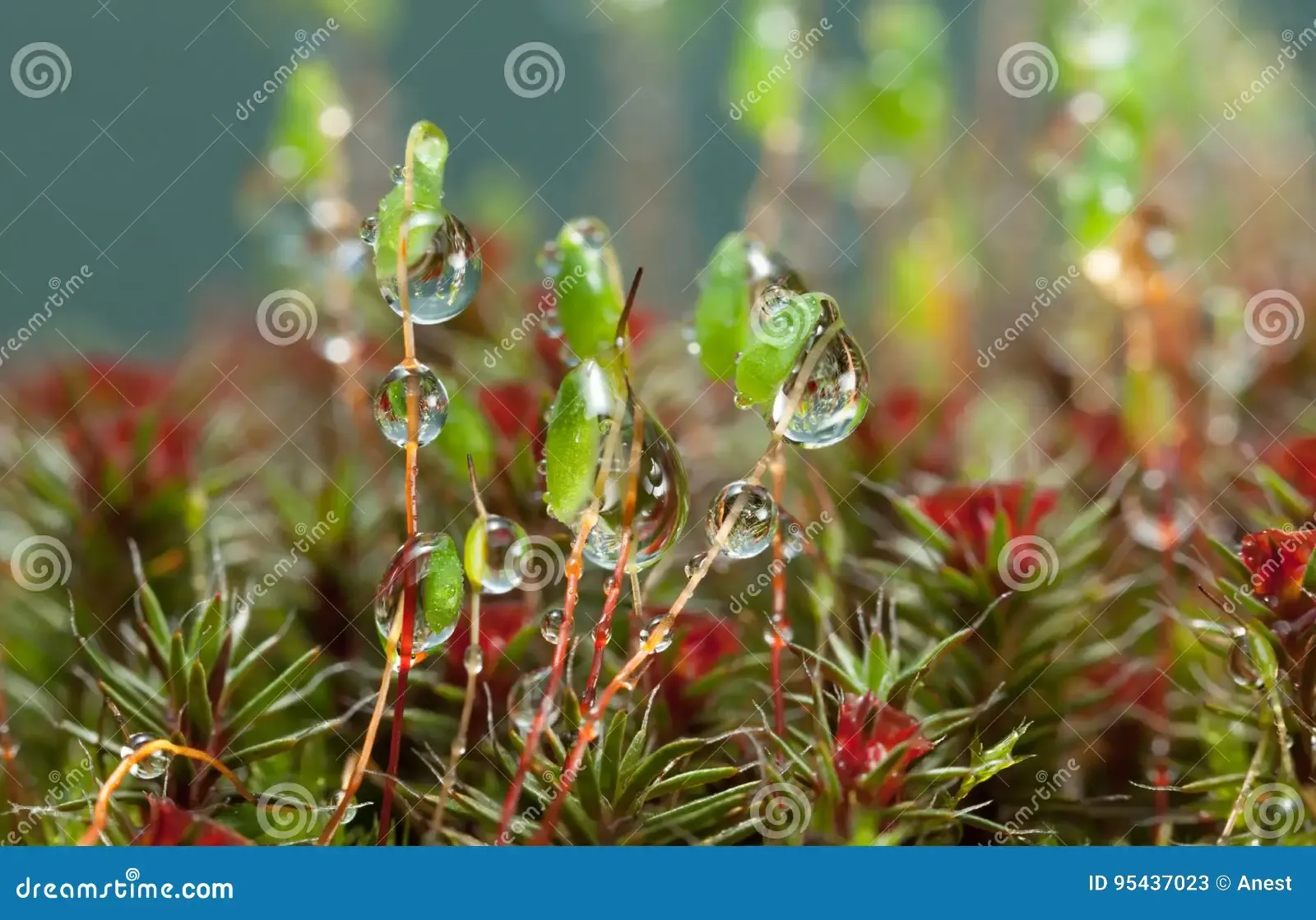 rain-drops-pohlia-haircap-moss-macro-low-point-view-nutans-green-spore-capsules-red-blossom-polytrichum-95437023.jpg