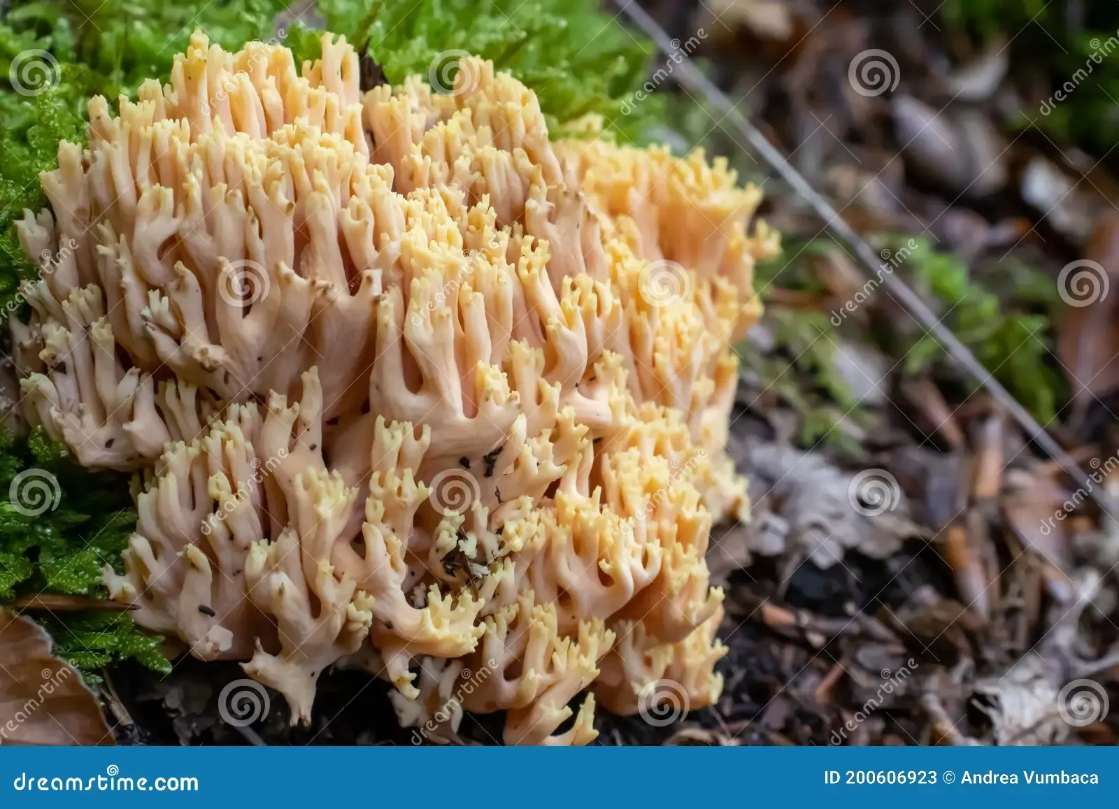 ramaria-pallida-white-mushroom-forest-coming-out-moss-green-background-200606923.jpg