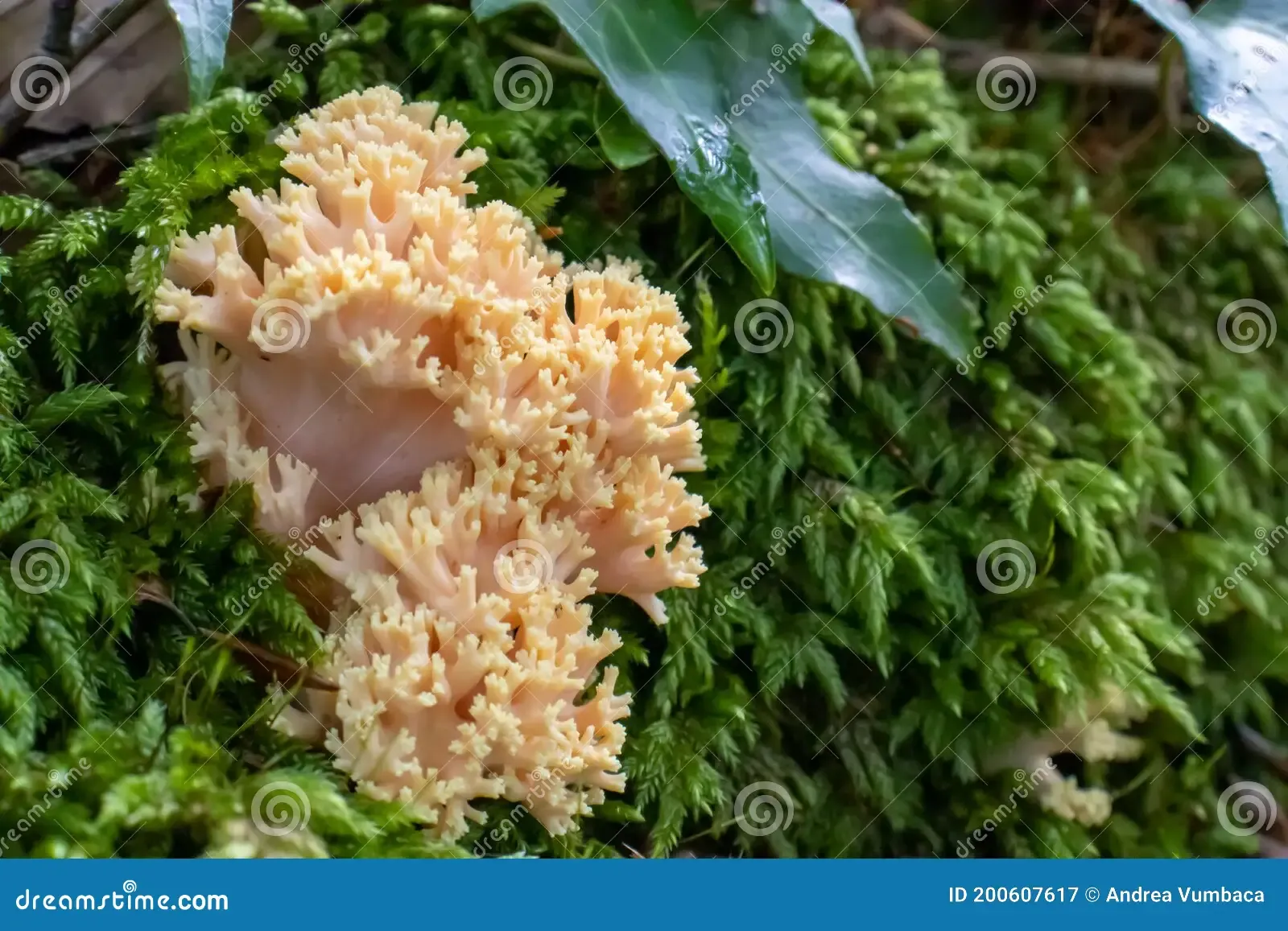 ramaria-pallida-white-mushroom-forest-coming-out-moss-green-background-200607617.jpg