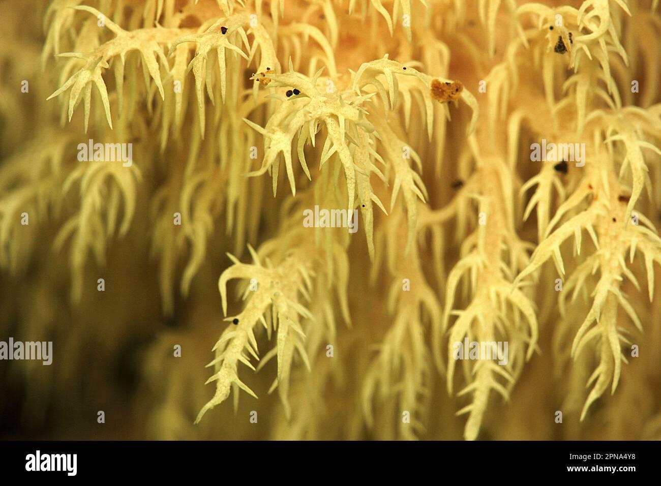 rat-tail-coral-tooth-fungus-hericium-novae-zealandiae-2PNA4Y8.jpg