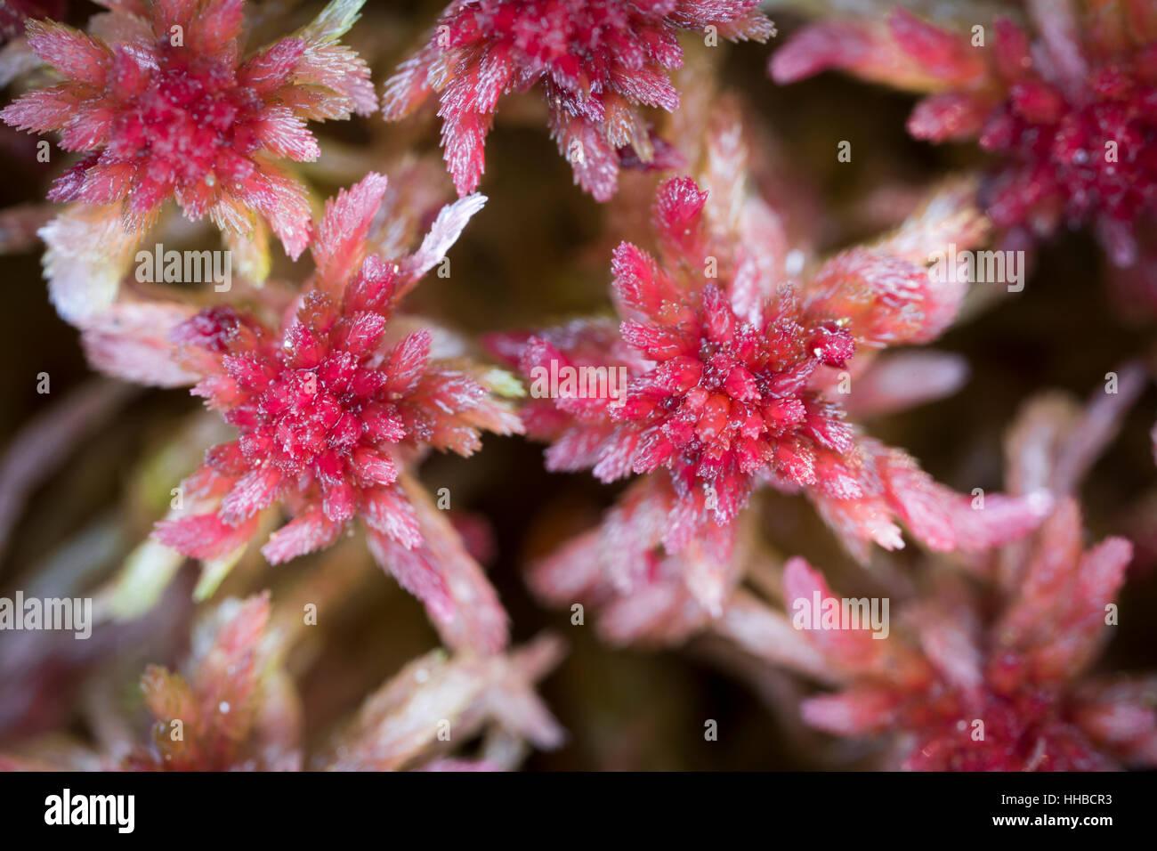 red-bog-moss-sphagnum-capillifolium-HHBCR3.jpg