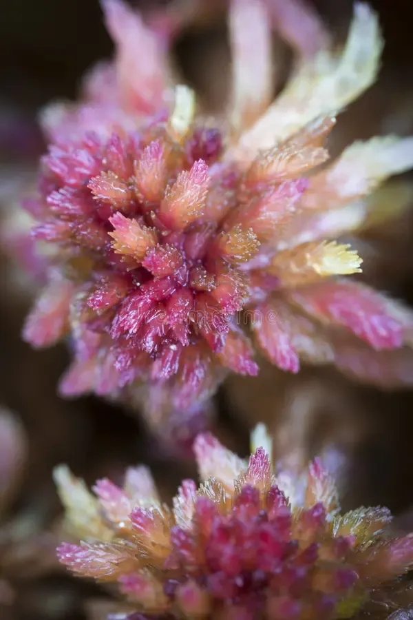 red-bog-moss-sphagnum-capillifolium-abernethy-forest-scotland-86523604.jpg