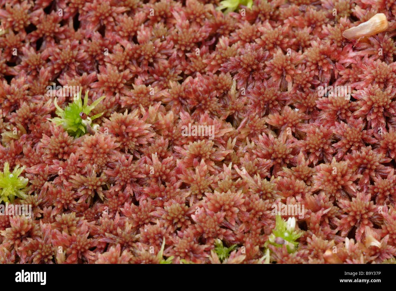 red-bog-moss-sphagnum-capillifolium-ssp-rubellum-uk-B9Y37P.jpg