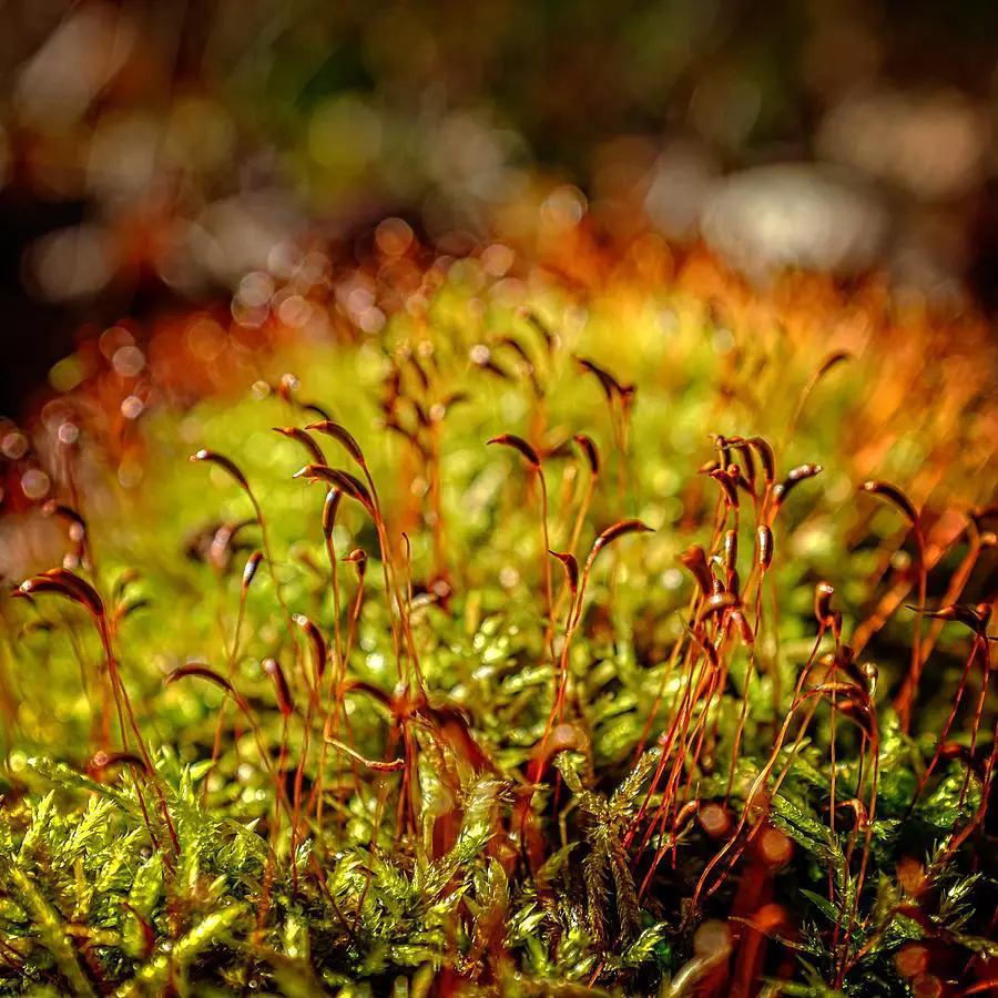 red-moss-capsules-chris-bordeleau.jpg