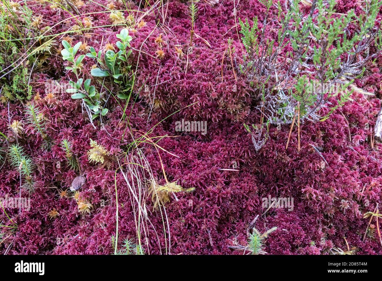 red-sphagnum-moss-sphagnum-capillifolium-ben-eighe-national-nature-reserve-kinlochewe-highland-scotland-uk-2D85T4M.jpg