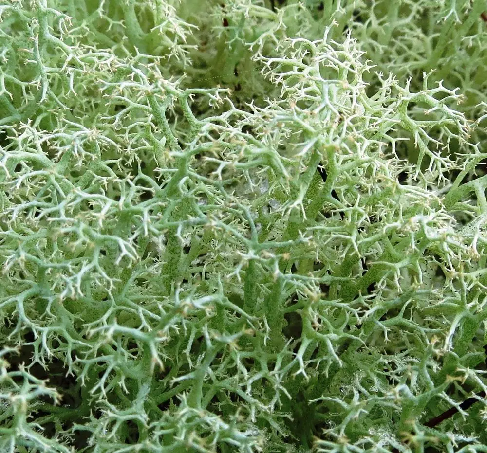 reindeer-moss-lichen-4.jpg