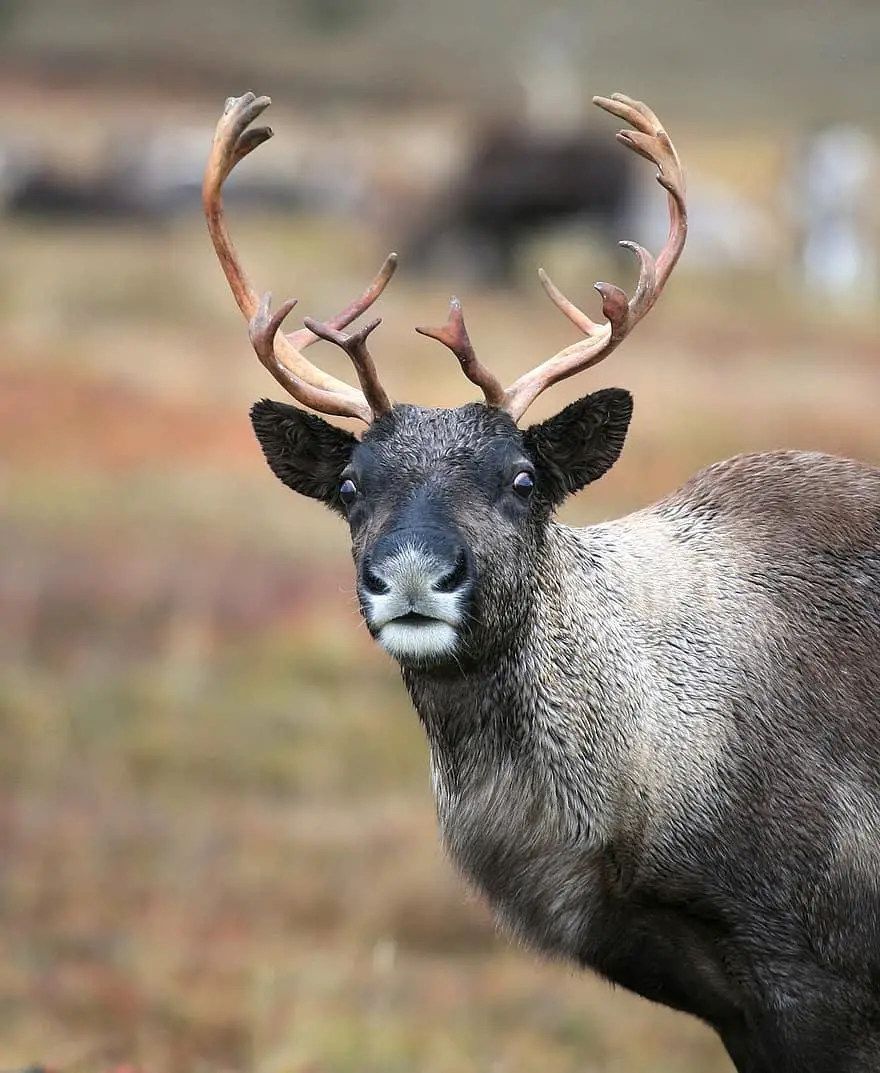 reindeer-the-herd-pasture-the-horn-of-africa-hoof-animal-ungulates-autumn-moss.jpg