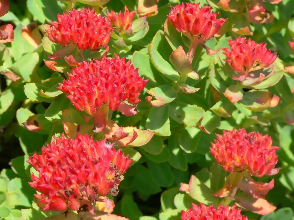 rhodiola-rosea-fr-jsachs.jpg