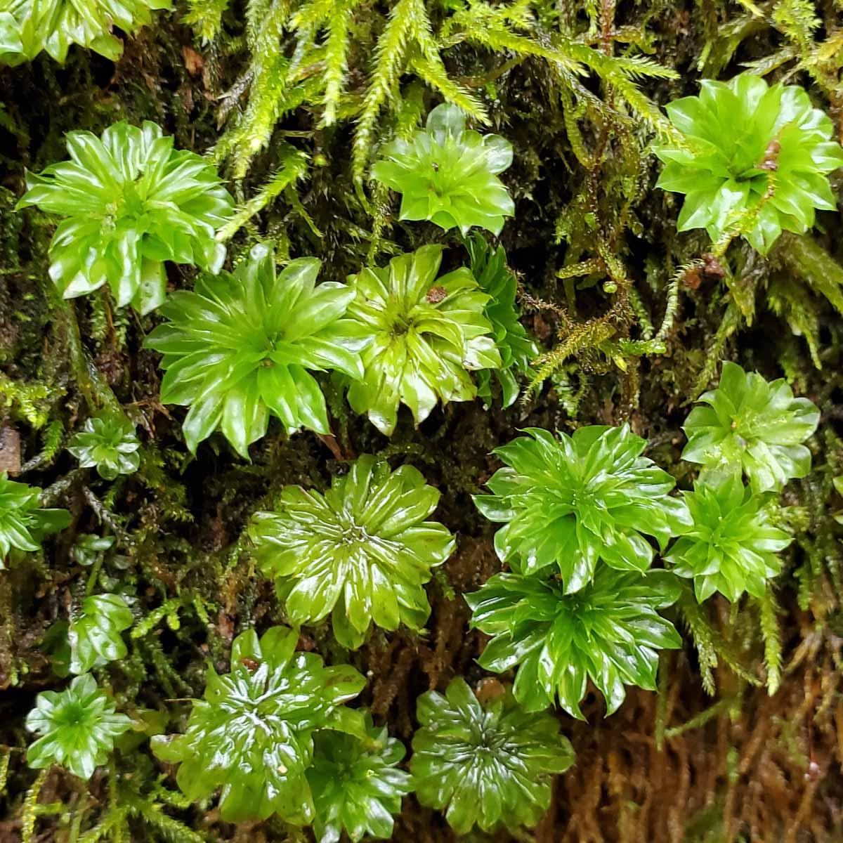 rhodobryum-20211029_104757.jpg