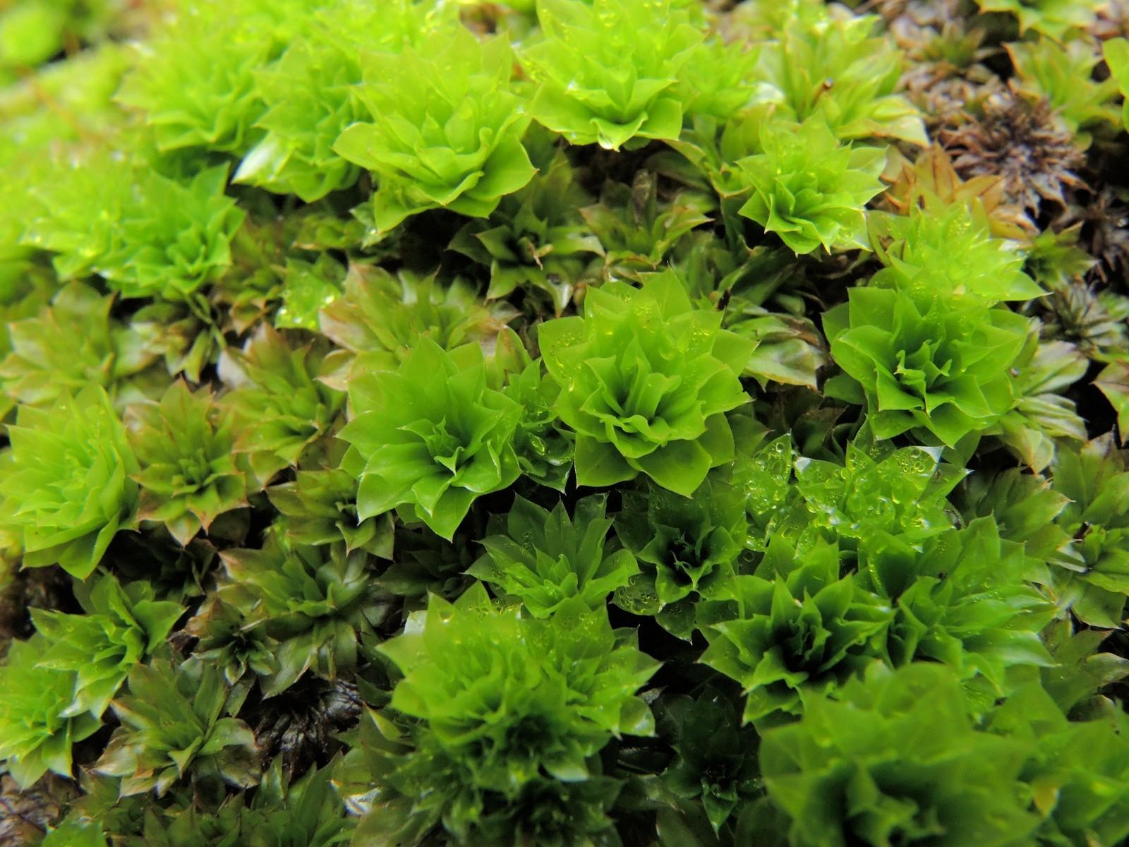 rhodobryum_ontariense.jpg