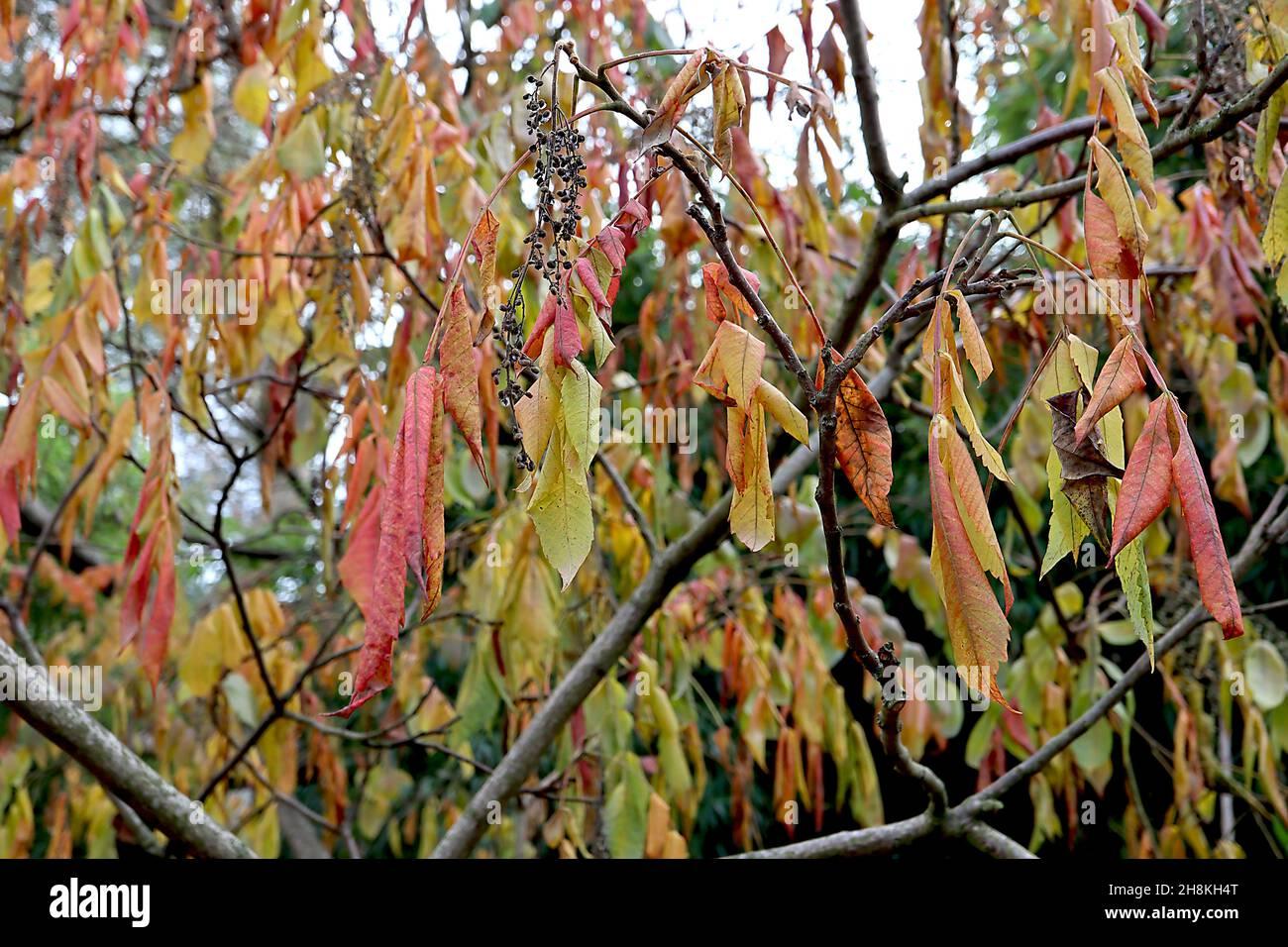 rhus-javanica-var-roxburghii-chinese-sumac-pendulous-brown-seed-head-racemes-and-yellow-orange-red-and-mid-green-leaves-november-england-uk-2H8KH4T.jpg