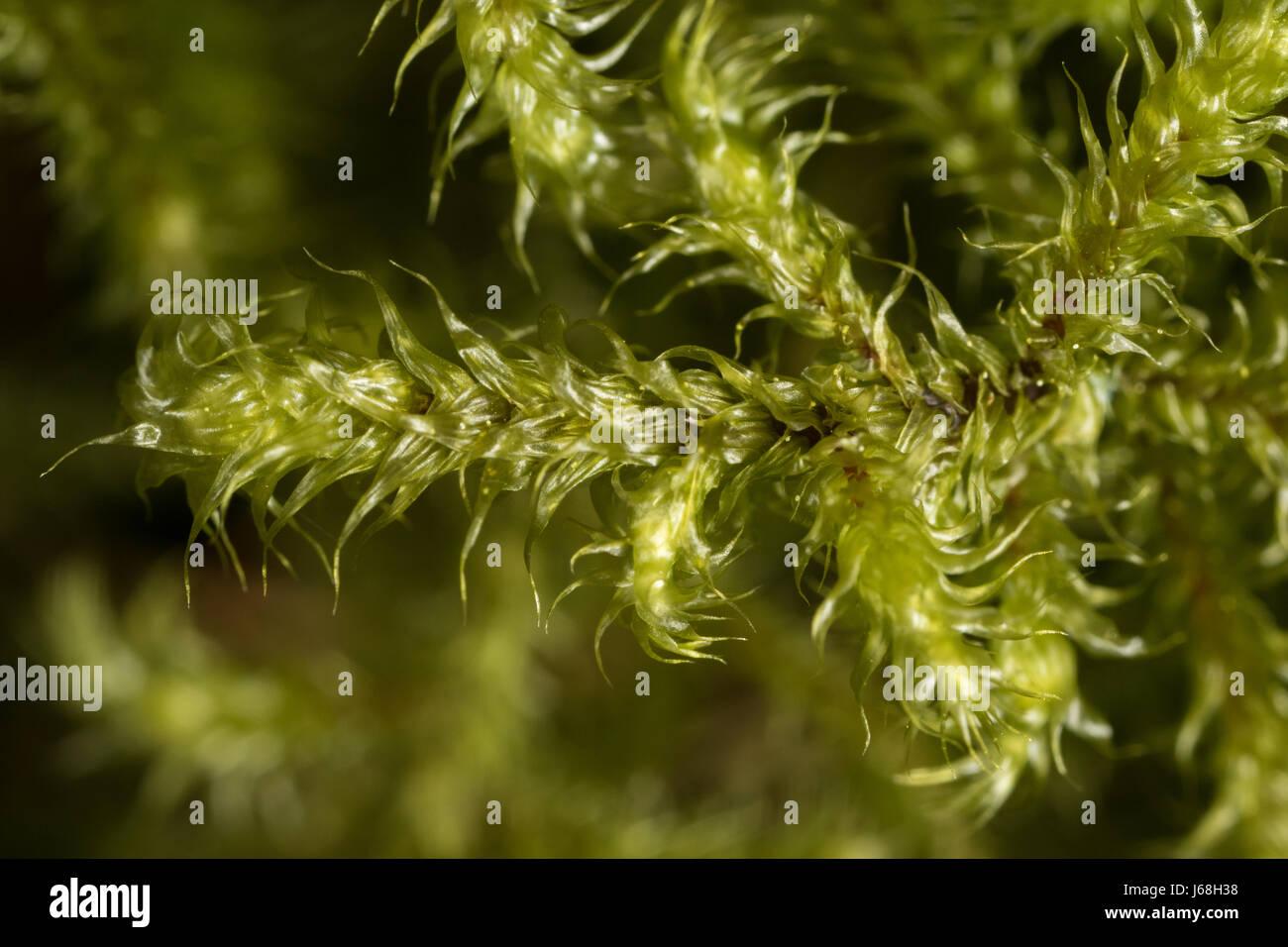 rhytidiadelphus-loreus-little-shaggy-moss-J68H38.jpg