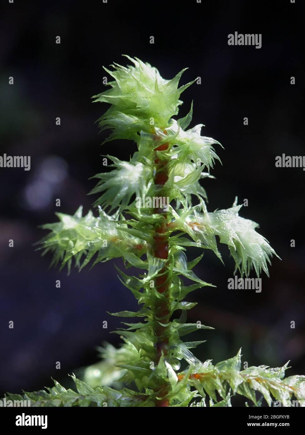 rhytidiadelphus-triquetrus-known-as-the-big-shaggy-moss-or-rough-goose-neck-moss-2BGPXYB.jpg