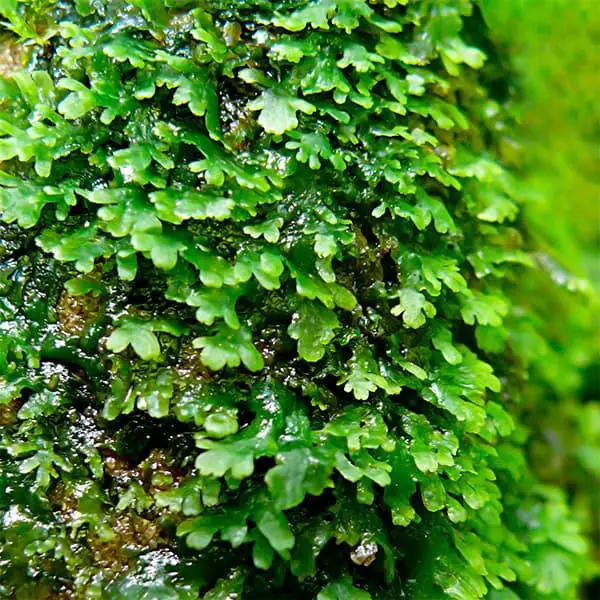 ricardia-chamedryfolia-minipellia-3.png.jpg