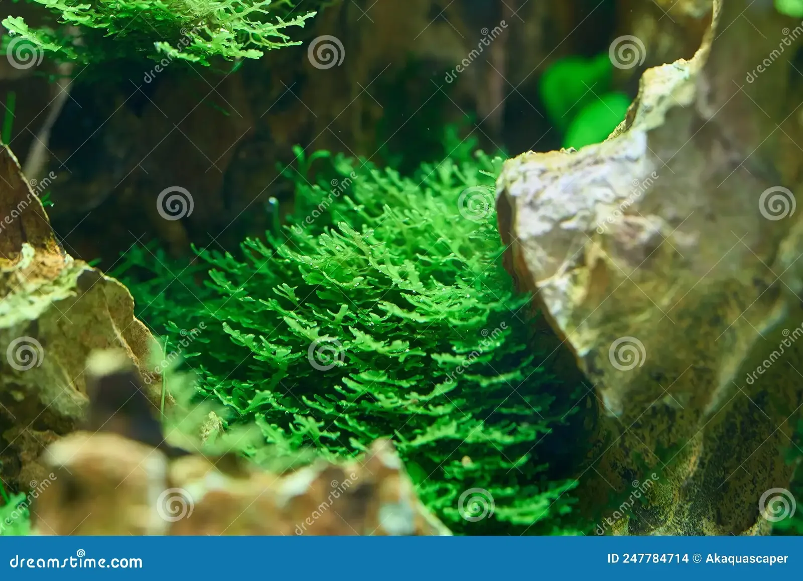 riccardia-aquarium-moss-riccardia-aquarium-moss-dragon-stone-247784714.jpg