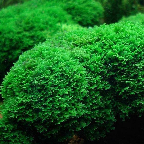 riccardia-chamedryfolia-korallenmoos-mini-pelliamoos.jpg