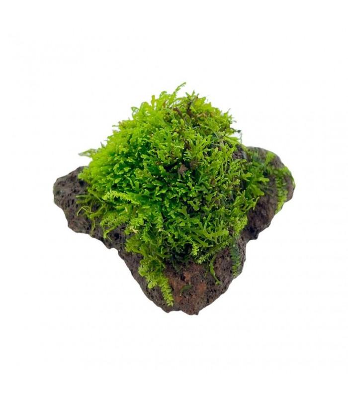 riccardia-chamedryfolia-mini-coral-moss-on-stone.jpg