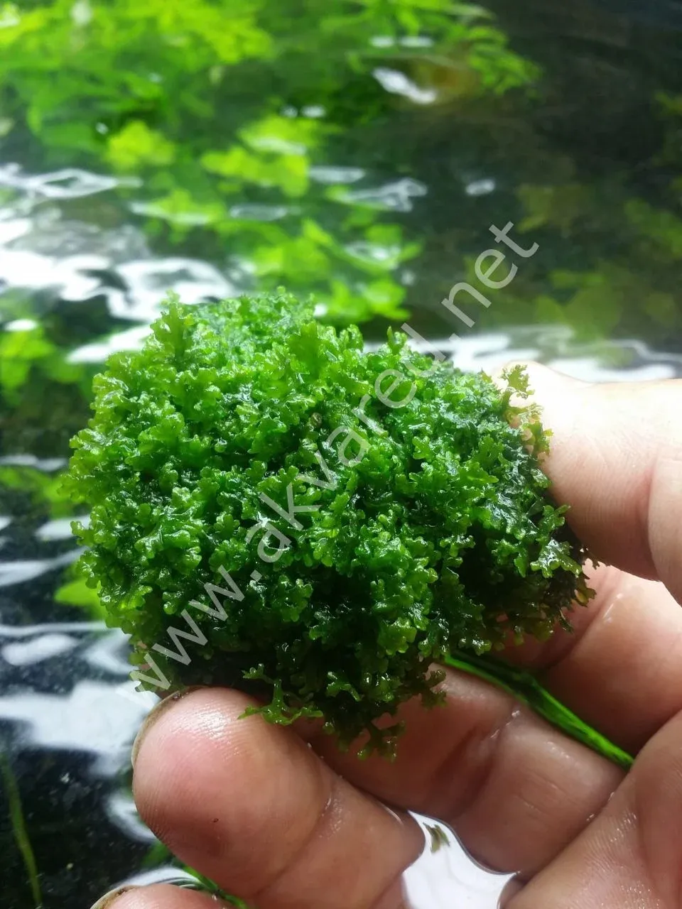riccardia-chamedryfolia-mini-pellia-moss-1.jpg