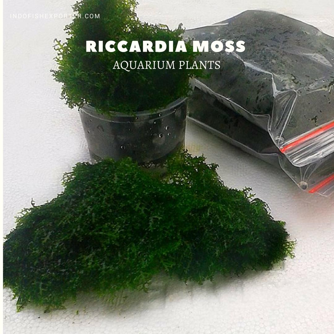riccardia-moss-plants.jpg